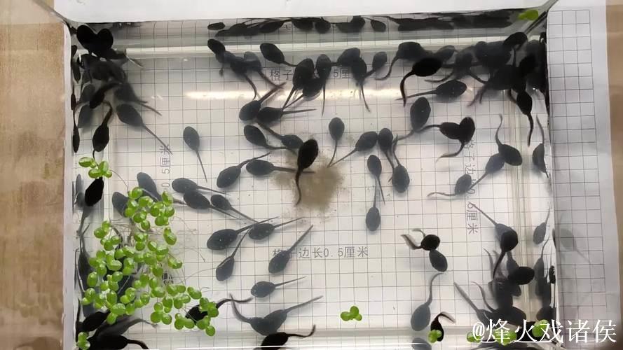 好好热窝蝌蚪免费观看视频